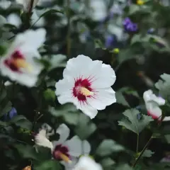 Białe kwiaty hibiskusa odmiany z czerwonymi pręcikami, otoczone zielonymi liśćmi.
