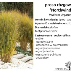 Proso rózgowate 'Northwind' o złocistych liściach, idealne do ogrodów skalnych i nowoczesnych.