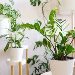Zielona dżungla w domu: niespotykane kwiaty doniczkowe, w tym monstera i zamiokulkas, tworzą bujną kompozycję.