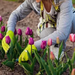 Ręce w zielonych rękawiczkach pielęgnują fioletowe tulipany w ogrodzie. Obok koszyk na kwiaty.