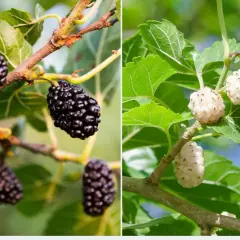 Ciemne i jasne morwy dojrzewające na gałęziach. Każdy owoc morwy to skupisko małych kuleczek.