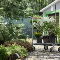 Wózek z sadzonkami hortensji bukietowych i iglaków. Zastanawiasz się, w jakich odstępach sadzić hortensje bukietowe?