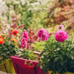 Kolorowe dalie i pelargonie w donicach na balkonie. Warto wiedzieć, jak sadzić dalie w donicy, by cieszyć się ich pięknem.