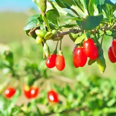 Dojrzewające jagody goji na krzewie, świadczące o udanej uprawie.