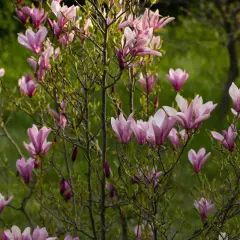 Kwitnąca magnolia, z różowymi kwiatami i pąkami, pokazuje, jak szybko rośnie magnolia.