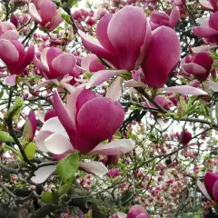 Magnolia w ogrodzie rozkwitła w pełni. Jej pąki i kwiaty w odcieniach różu i bieli tworzą bajkowy widok.