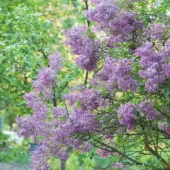Krzew bzu, czyli lilak, w pełni kwitnienia. Fioletowe kwiaty tworzą gęste wiechy na tle zielonych liści i drzew.