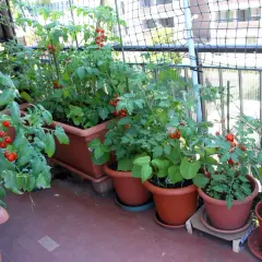 Balkon pełen zieleni i dojrzewających pomidorków koktajlowych. Krzaczki uginają się pod ciężarem czerwonych owoców.