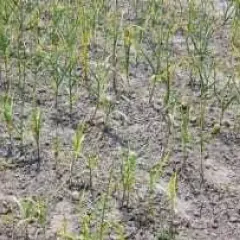 Pole młodego czosnku z widocznymi objawami chorób, liście żółkną i więdną.