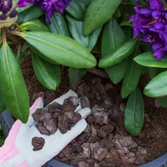 Ręka w różowej rękawiczce dodaje korę do donicy z kwitnącym rododendronem.
