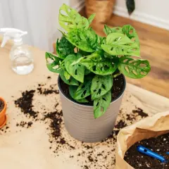 Monstera adansonii w doniczce, obok ziemia do przesadzania. W tle małe łopatki i spryskiwacz.