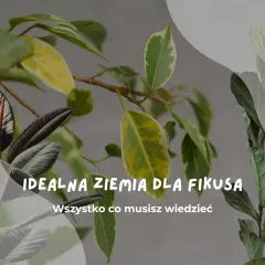Idealna ziemia do fikusa to klucz do jego zdrowego wzrostu. Dowiedz się, jak zapewnić mu najlepsze warunki.