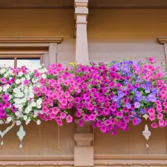 Balkon ozdobiony kaskadą kwitnących petunii w odcieniach różu, bieli i fioletu.