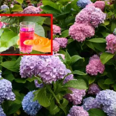 Kiedy nawozić hortensje i rododendrony? Różowy płyn w szklance, ręka w pomarańczowej rękawiczce, bujne kwiaty.