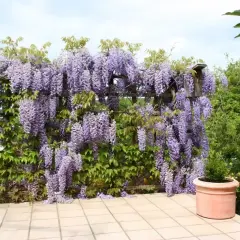 Piękna wisteria w donicy tworzy fioletowy wodospad na drewnianej pergoli.