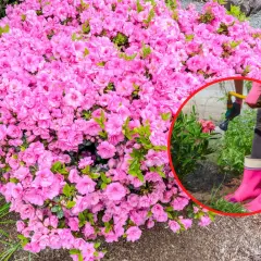 Kiedy sadzić azalię japońską? Krzew obficie kwitnie na różowo. W okręgu widać podlewanie.