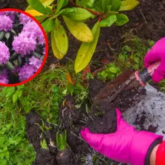 Kiedy sadzić rododendrony? Różowe kwiaty rododendronu w okręgu i ręce w różowych rękawiczkach sadzące rośliny.