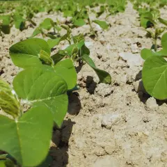 Młode rośliny soi rosną w rzędach na polu. Słońce oświetla zielone liście i suchą ziemię. Soja uprawa wczesnym latem.