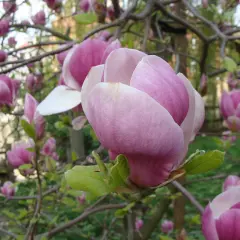 Delikatne pąki magnolii, jakby wyłaniające się z żyznej ziemi, rozkwitają w pastelowych odcieniach różu.