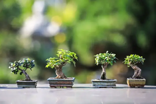 Cztery miniaturowe drzewka bonsai, każdy w ozdobnej doniczce, prezentują sztukę ich pielęgnacji na tle zieleni.