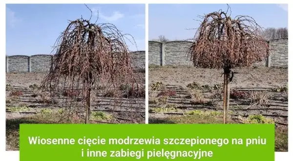 Jak przycinać modrzew na pniu, aby uniknąć błędów i zapewnić zdrowie drzewa