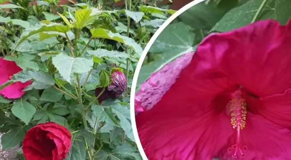 Hibiskus w pełnym rozkwicie, z pąkami i liśćmi. Rośnie w żyznej ziemi, która zapewnia mu obfite kwitnienie.