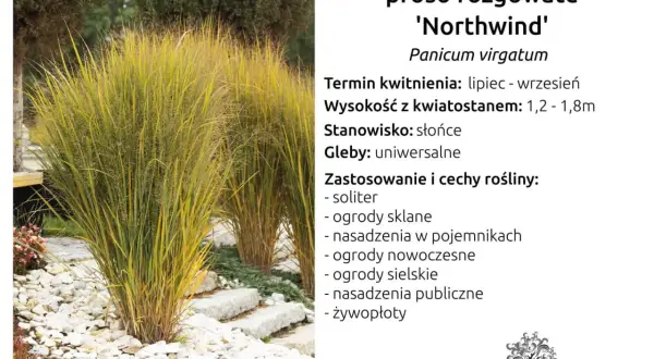 Proso rózgowate 'Northwind' o złocistych liściach, idealne do ogrodów skalnych i nowoczesnych.