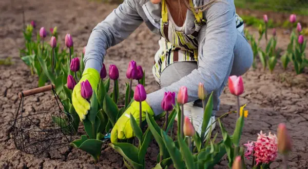 Ręce w zielonych rękawiczkach pielęgnują fioletowe tulipany w ogrodzie. Obok koszyk na kwiaty.