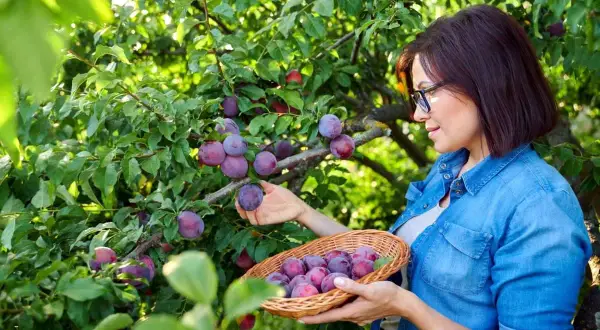 Kobieta zbiera do koszyka soczyste, fioletowe śliwki. Widać, że to stare odmiany śliw, pełne smaku i aromatu.
