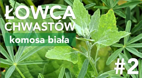 Jak skutecznie zwalczać chwast komosa i chronić swoje uprawy