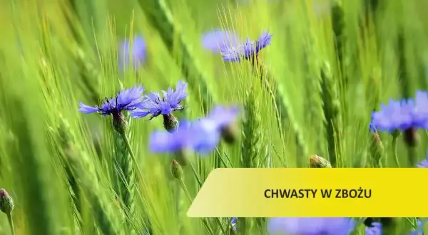 Chabry, czyli chwasty w zbożu, kwitną wśród zielonych kłosów.