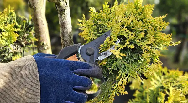 Ręka w rękawicy przycina gałązkę żywotnika, ucząc się, jak przycinać tuje na bonsai.