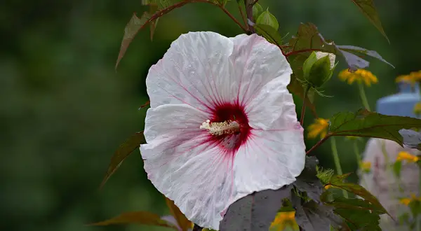Piękny, biały hibiskus bagienny z bordowym środkiem, z kroplami deszczu. Jego uprawa przynosi takie cuda.