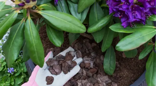 Ręka w różowej rękawiczce dodaje korę do donicy z kwitnącym rododendronem.