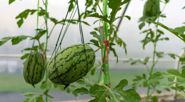 Młode arbuzy wiszą na sznurkach w szklarni, pokazując, jak rośnie arbuz. Zielone liście i pnącza tworzą naturalną dekorację.