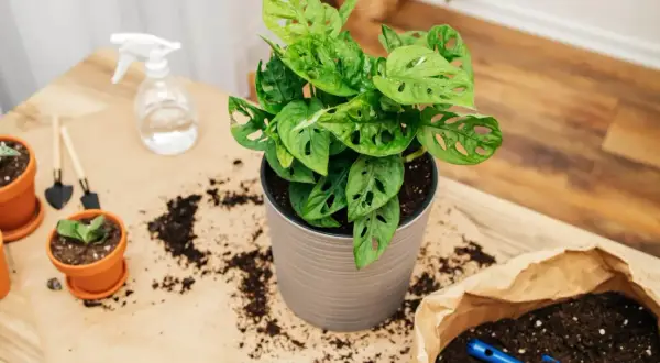 Monstera adansonii w doniczce, obok ziemia do przesadzania. W tle małe łopatki i spryskiwacz.