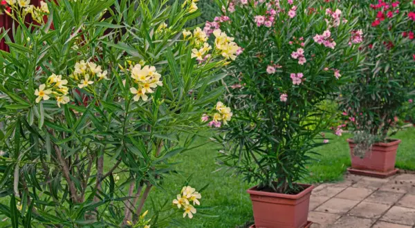 Piękny oleander w donicy, z żółtymi kwiatami na pierwszym planie, obok kwitnących na różowo i czerwono krzewów.