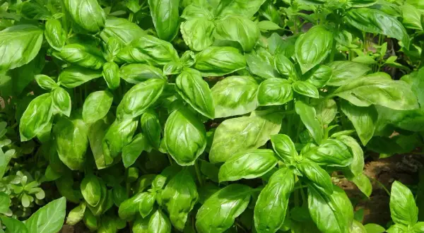Gęsta, zielona bazylia w doniczce, gotowa do dodania aromatu do potraw.