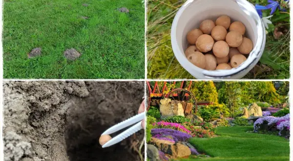 Kret na trawniku? Zobacz, jak pozbyć się kreta, stosując naturalne metody. Woreczek z kulkami i ogród pełen kwiatów.
