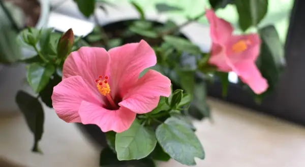 Jak przycinać hibiskusa ogrodowego, aby uniknąć błędów i cieszyć się kwitnieniem