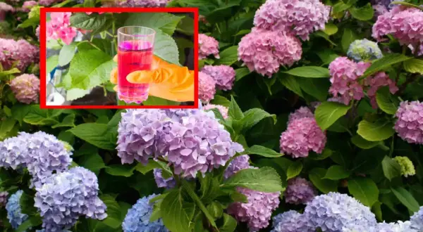 Kiedy nawozić hortensje i rododendrony? Różowy płyn w szklance, ręka w pomarańczowej rękawiczce, bujne kwiaty.