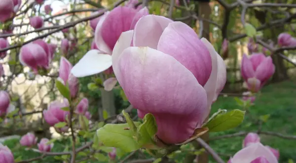 Delikatne pąki magnolii, jakby wyłaniające się z żyznej ziemi, rozkwitają w pastelowych odcieniach różu.