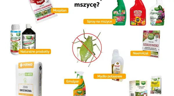Mospilan to najskuteczniejszy preparat na mszyce, ale dostępne są też inne środki, jak spraye, mydło potasowe czy ziemia okrzemkowa.