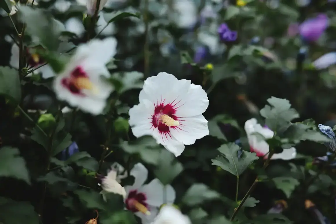 Białe kwiaty hibiskusa odmiany z czerwonymi pręcikami, otoczone zielonymi liśćmi.