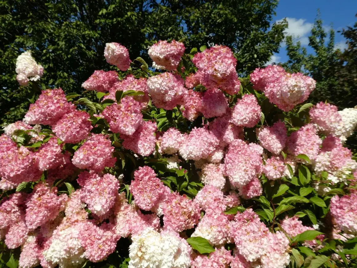Kwitnąca hortensja Melba Fraise w odcieniach różu i bieli, z zielonymi liśćmi i błękitnym niebem w tle.