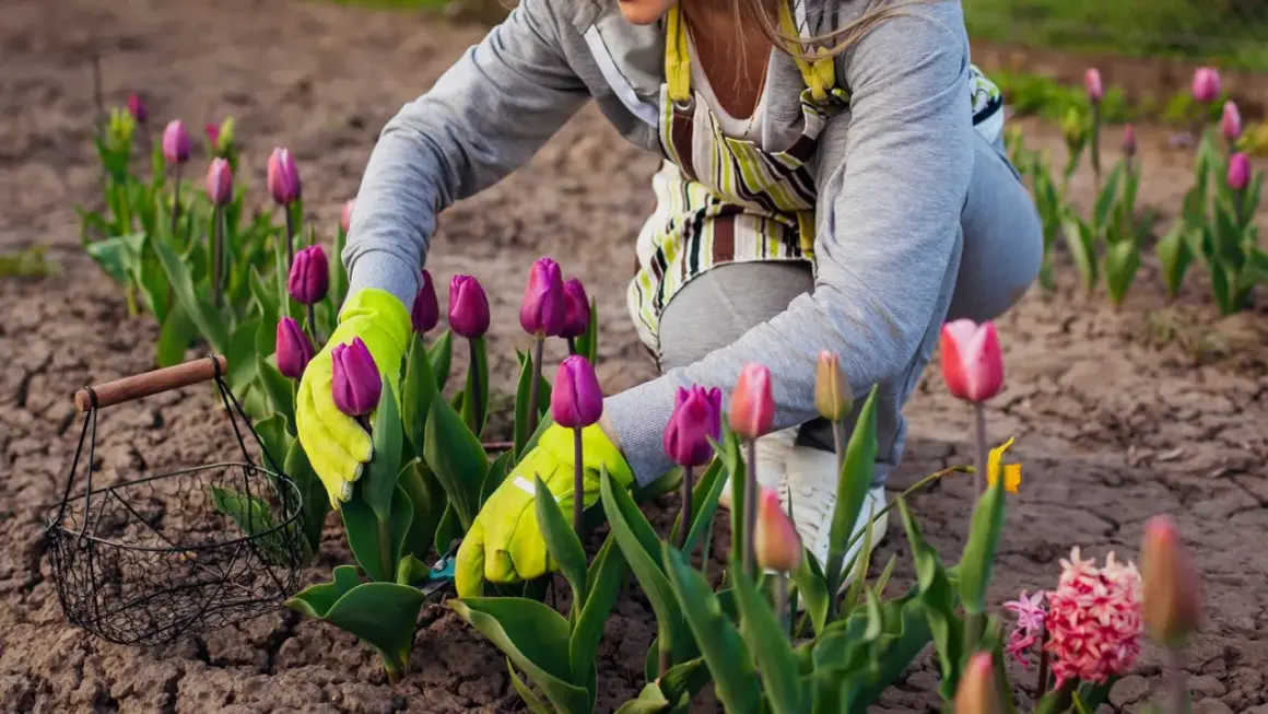 Ręce w zielonych rękawiczkach pielęgnują fioletowe tulipany w ogrodzie. Obok koszyk na kwiaty.