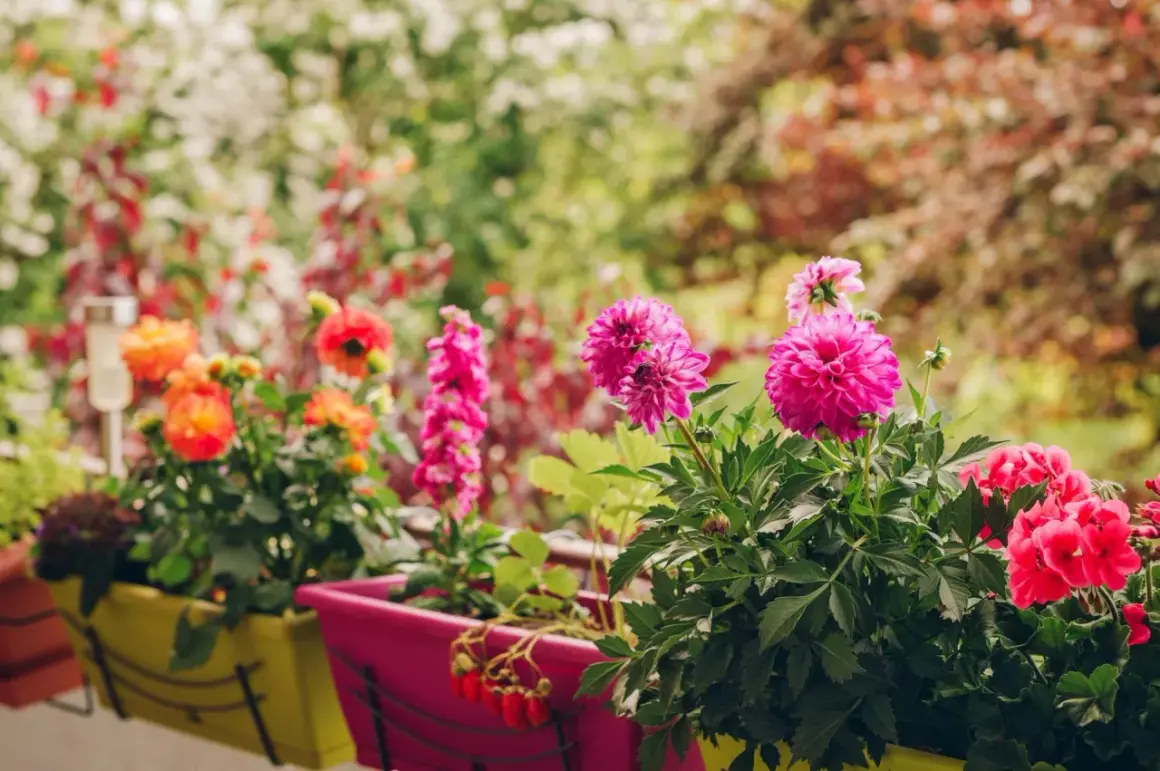 Kolorowe dalie i pelargonie w donicach na balkonie. Warto wiedzieć, jak sadzić dalie w donicy, by cieszyć się ich pięknem.