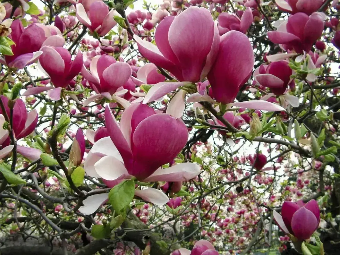 Magnolia w ogrodzie rozkwitła w pełni. Jej pąki i kwiaty w odcieniach różu i bieli tworzą bajkowy widok.