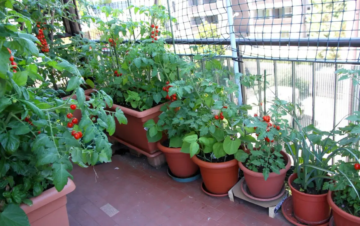 Balkon pełen zieleni i dojrzewających pomidorków koktajlowych. Krzaczki uginają się pod ciężarem czerwonych owoców.