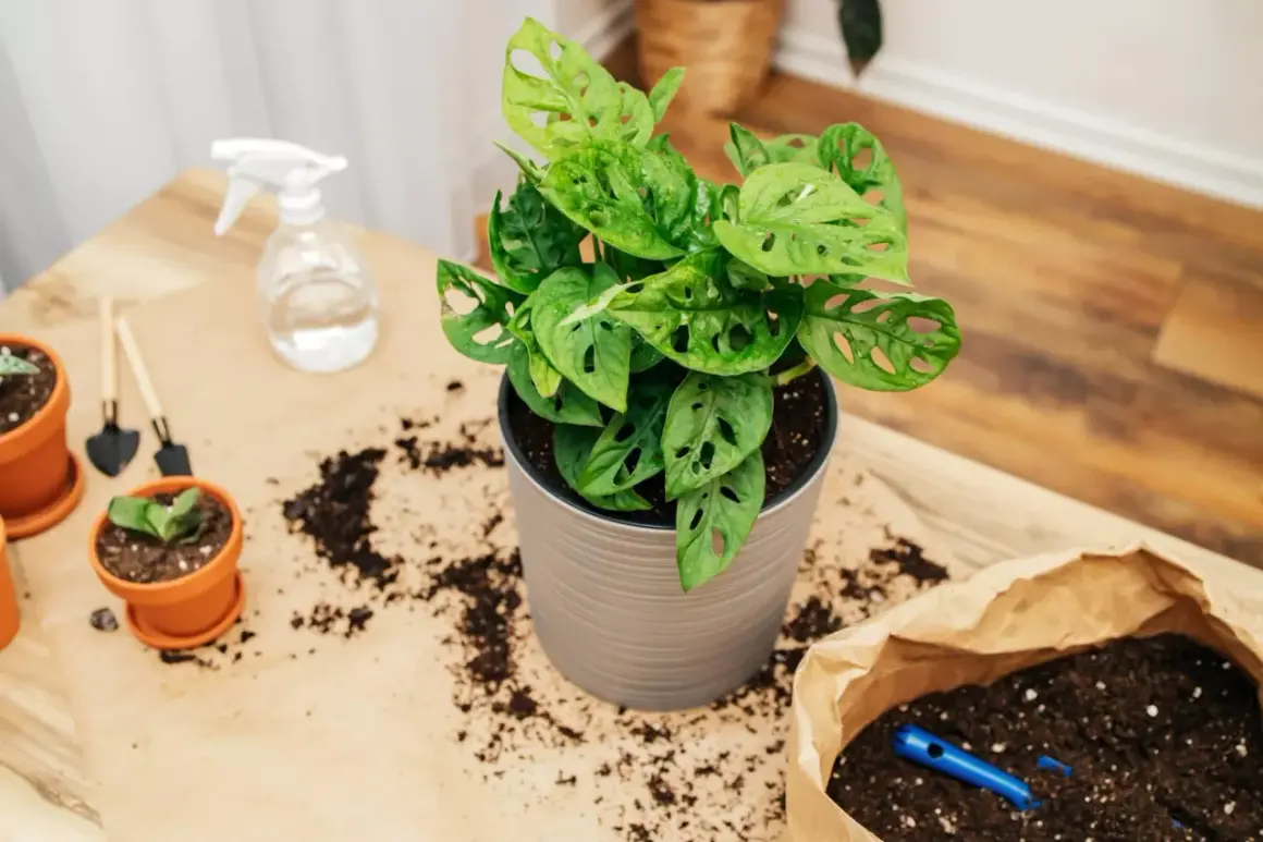 Monstera adansonii w doniczce, obok ziemia do przesadzania. W tle małe łopatki i spryskiwacz.